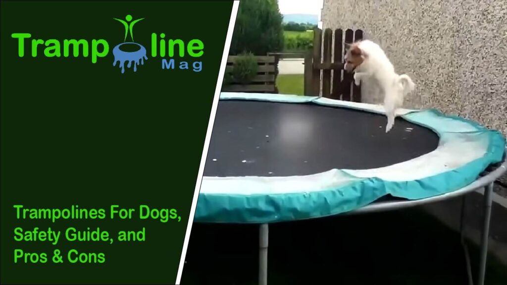 trampolines for dogs